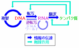 セントラル ドグマ